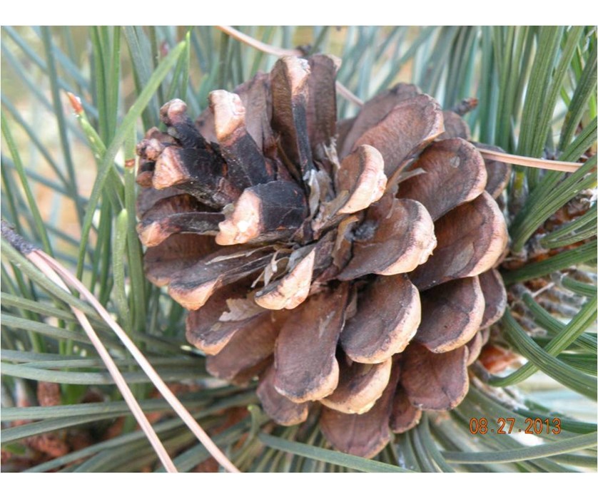 Austrian Pine